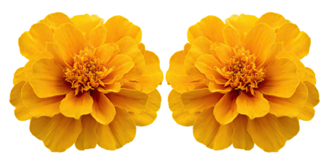 Two vibrant, symmetrical,  yellow flowers