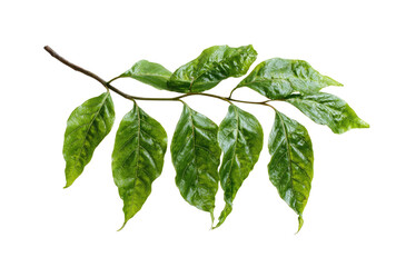 A close-up of a branch with several vibrant green leaves.  The leaves are slightly textured,  and appear healthy, with a subtle sheen.  The branch is a light brown color