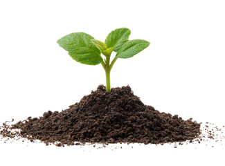 Fototapeta premium A small sprout emerging from a mound of dark soil. Fresh green leaves are visible