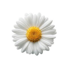 Close-up of a single, white daisy with a yellow center (1)