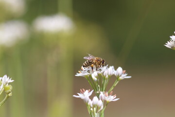 Honeybee Pollinating White Flowers in Garden