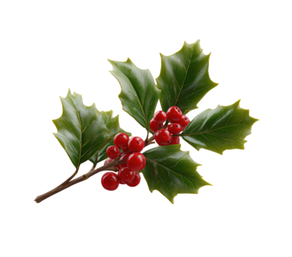 Holly sprig with vibrant red berries