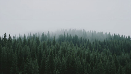 Foggy conifer forest landscape with dense green trees and misty natural atmosphere