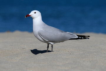 Audouin's Gull standing on a Mallorcan Beach