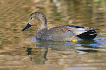 Gadwall, male, drake swimming 