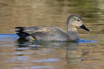 Gadwall, male Drake swimming 