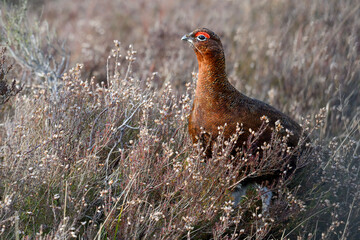 Red Grouse on the Yorkshire moors 
