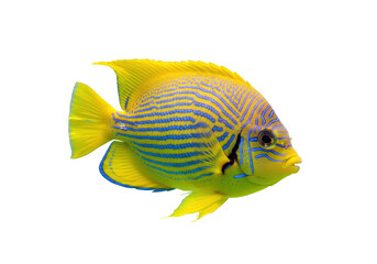 Isolated Blue-striped Angelfish against a Solid Backdrop, Marine Animal with Bright Colors