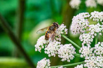 Blera fallax Fly on Flower in the Forest