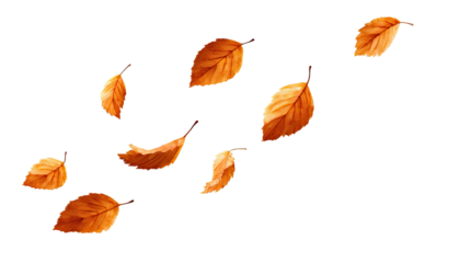 Falling autumn leaves against a black background (4)