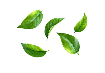 Fototapeta premium Vibrant green leaves, stylized, scattered in a dynamic arrangement against a pure black background. 