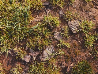 Green Grass and Dry Leaves on the Ground