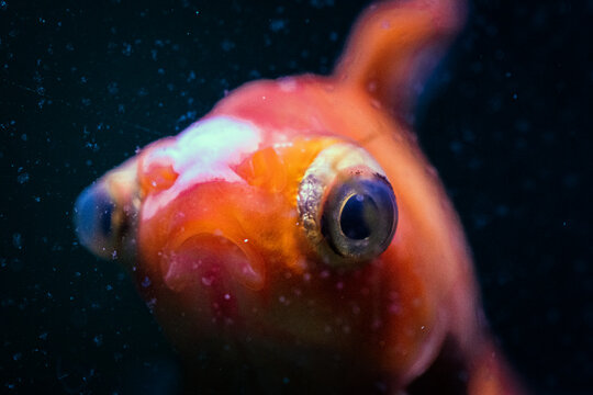 Close-up of vibrant goldfish underwater with dark background and light reflections, emphasizing color and texture. - Powered by Adobe