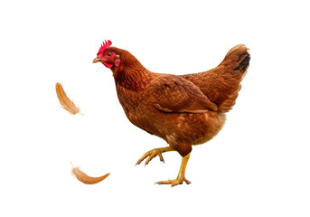 Isolated Chicken stepping forward while losing some feathers, on a seamless background