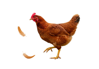Isolated Chicken stepping forward while losing some feathers, on a seamless background