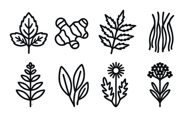 Herbs and spices silhouette icon set. featuring basil, ginger, parsley, chives, rosemary, bay leaf, chamomile, thyme.