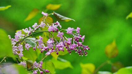 Beautiful Wildflowers of Korea