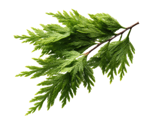 Close-up of a vibrant green fern-like branch.  Fine, feathery leaves radiate outwards from a central stem.  Sharp focus on the foliage, against a solid black background