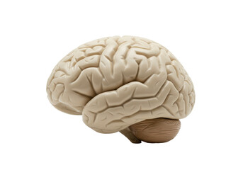 Isolated Model of a Human Brain for Science Education and Neurology Studies in Medicine