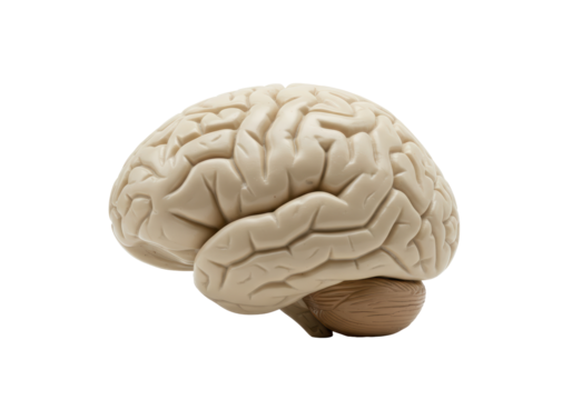 Isolated Model of a Human Brain for Science Education and Neurology Studies in Medicine