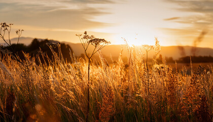 Warm Golden Light Illuminates Tall Grass And Wild Plants In A Serene Field During Sunset