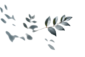 Close-up of a delicate branch with leaves,  outlined against a dark background.  Silhouetted leaves and branch are light gray, with a few light,  scattered, amorphous shapes around it