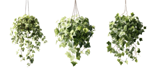 Three hanging potted plants with cascading leaves