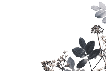 Monochromatic botanical corner.  Dark background with muted grayscale floral elements in a corner composition