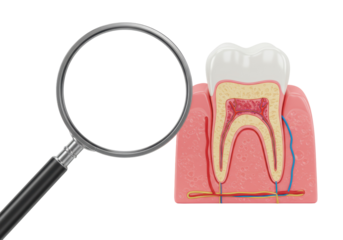 Isolated tooth section model with magnifying glass for dental education concept view