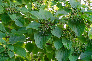 Elderberry Blossoms and Berries in Nature