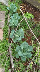 Vegetais. legumes  verdes.saudavel