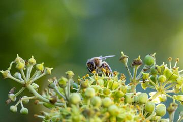 Honey Bee Pollinating Ivy Flowers