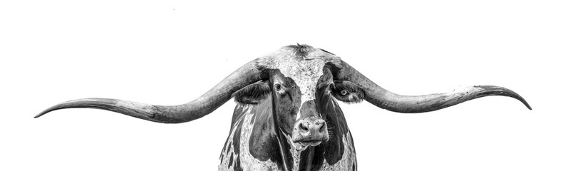 longhorn head in black and white