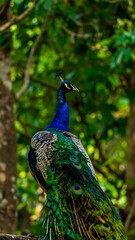 Obraz premium Peacock in vibrant green forest setting