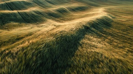 Golden wheat field aerial view