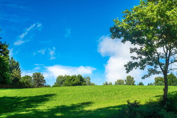 Summer Meadow with Blue Sky and Trees