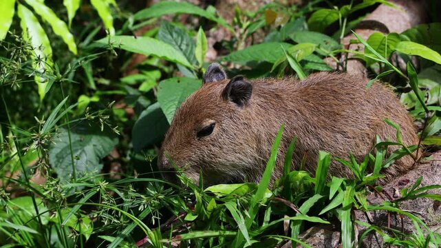 Baby capybara on green grass, grazing in wild nature. South American wildlife, rodent, natural habitat, tropical meadow, young animal, outdoor scene, peaceful environment