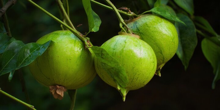 Vibrant green star apples ripen on a branch, offering a taste of the tropics.