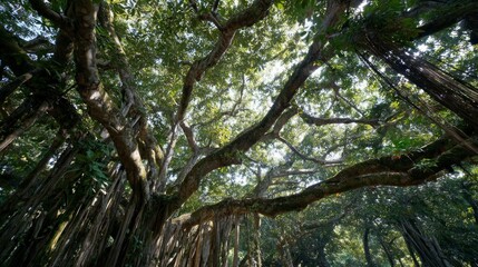 Large tree canopy overhead view