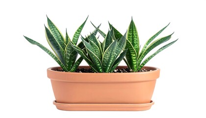Snake plant in terracotta pot