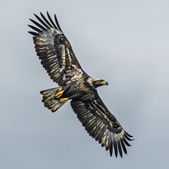 Obraz premium Stunning eagle captured mid flight showcasing powerful wings and strength picture
