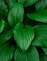 Close-up of lush green tropical leaves