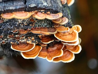 mushrooms on a tree trunk