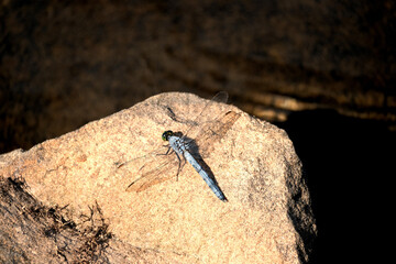 Eastern Pond Hawk Dragonfly