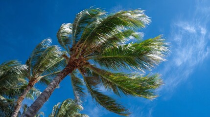 Fototapeta premium Palm trees blowing wind outdoors