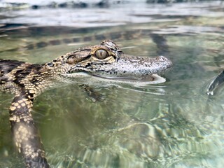 baby alligator in the water