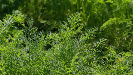 A CloseUp View of Vibrant Green carrots Foliage Captured in a Beautiful Natural Setting