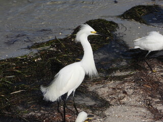 great white heron