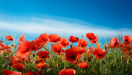 Obraz premium Red Poppies On Vibrant Blue Background