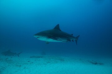 A bull shark with pilot fish in the Caribbean Sea near the coast of Playa del Carmen on the Yucatan Peninsula in Mexico